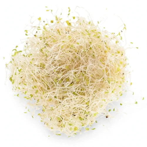 Germen de Alfalfa Fresco