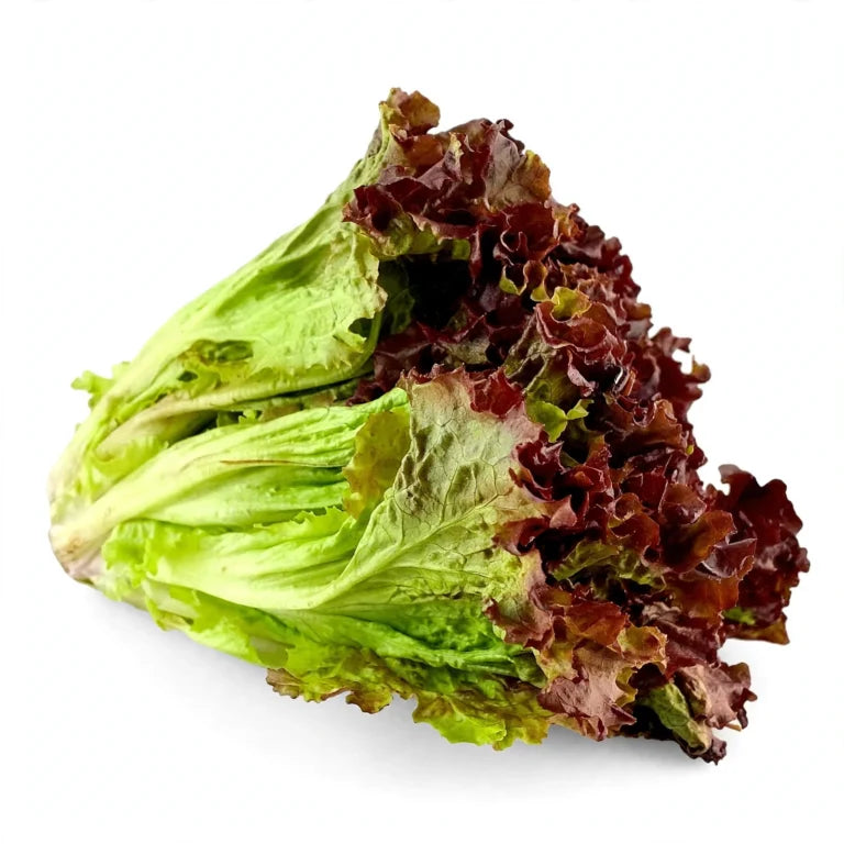 Lechuga Sangría Fresca por Pieza