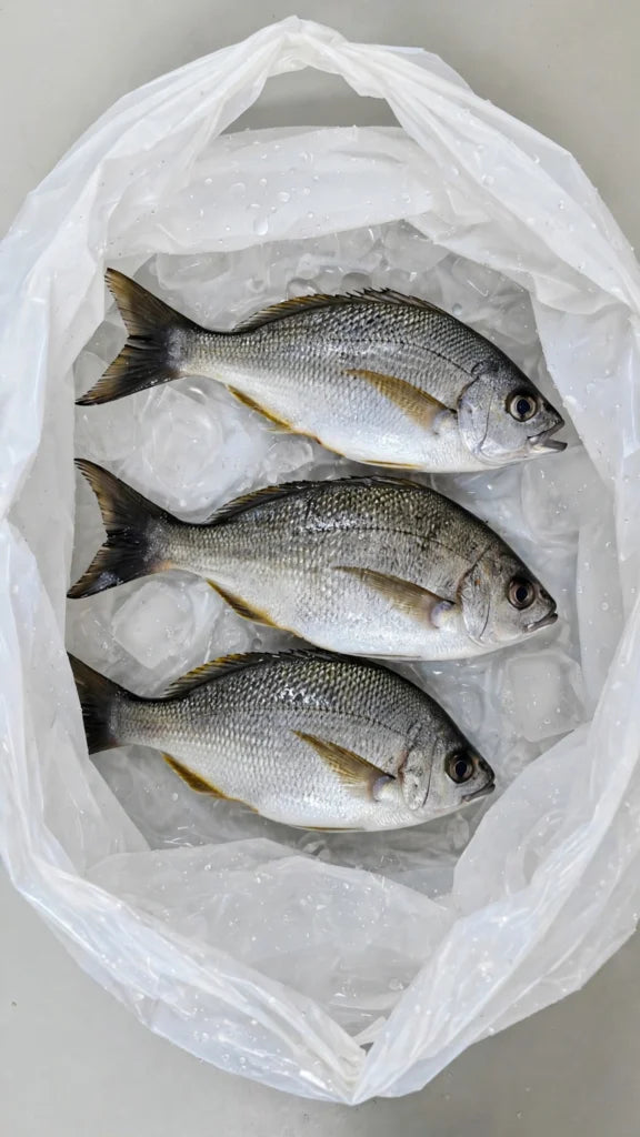 Pescado Entero de Ronco Fresco 1 kg