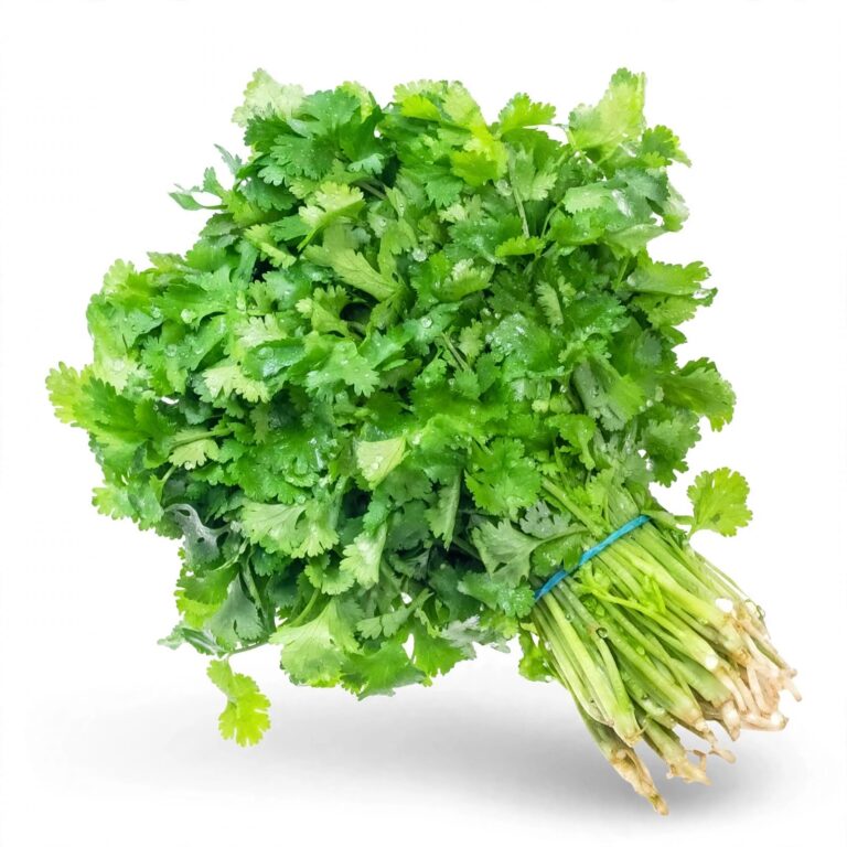 Cilantro Fresco