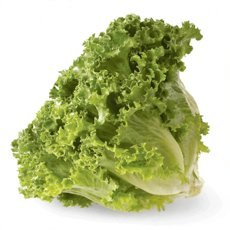 Lechuga Italiana Fresca por Pieza