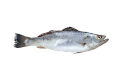Filete de Pescado Curvina